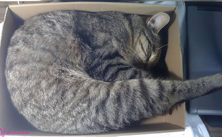 Meow meow sleeping in a box